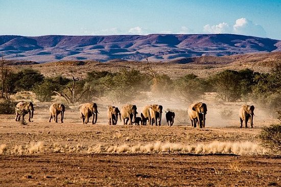 Национальный парк Намибии Этоша - детальная элемента