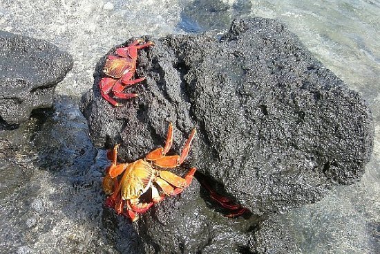 Пляжный отдых на Галапагосских островах - детальная элемента