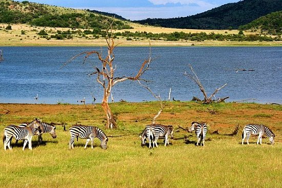 Путешествие в ЮАР — национальные парки - детальная элемента