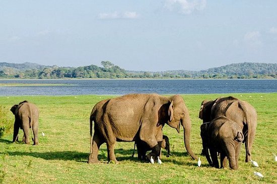 Миннерия — национальный парк Шри-Ланки - детальная элемента
