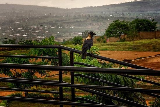 Путешествие в Руанду — что посмотреть туристу - детальная элемента