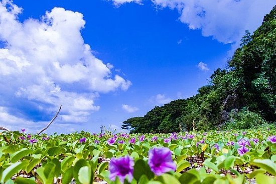 Остров Окинава (Япония) — отдых и достопримечательности - детальная элемента