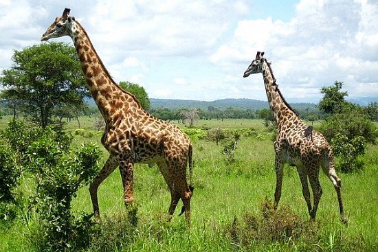 Отдых в национальном парке Микуми (Танзания) - детальная элемента