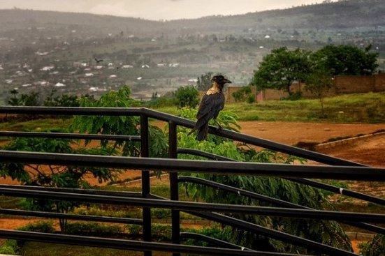 Путешествие в Руанду — что посмотреть туристу